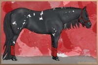 Horse Color:White Spotted Black