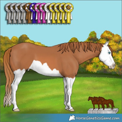 Horse Color:Chestnut Splash 