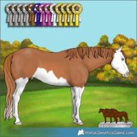 Horse Color:Chestnut Splash 