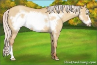 Horse Color:Silver Amber Champagne Dun Frame 
