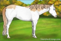 Horse Color:Gold Champagne Roan Splash Rabicano
