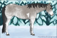 Horse Color:White Spotted Grullo Roan Tobiano
