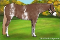 Horse Color:White Spotted Chestnut Sabino