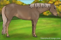 Horse Color:Chocolate Palomino 
