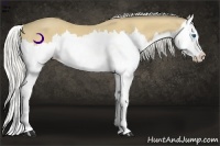 Horse Color:Silver Buckskin Splash 