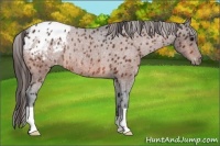 Horse Color:Bay Appaloosa Rabicano 
