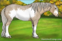 Horse Color:Chocolate Palomino Roan Sabino Splash Frame Rabicano 