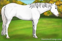 Horse Color:Palomino Splash Appaloosa 