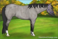 Horse Color:Grullo Roan 