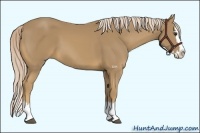 Horse Color:Palomino Sabino Splash 