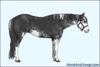 Horse Color:Black Sabino