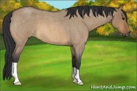 Horse Color:Bay Roan Dun 