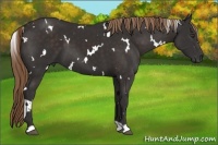 Horse Color:White Spotted Liver Chestnut 
