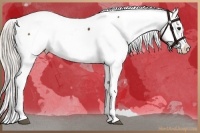 Horse Color:Silver Bay Snowflake Varnish