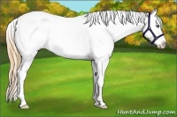 Horse Color:Gold Champagne Pearl Dun Appaloosa