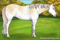 Horse Color:White Spotted Gold Cream Champagne Dun Splash 