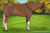 Horse Color:Chestnut 