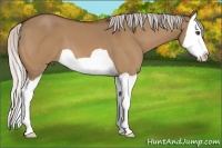 Horse Color:Silver Bay Dun Splash 