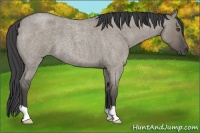 Horse Color:Smoky Grullo Roan 
