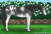 Horse Color:White Spotted Black Sabino Appaloosa 