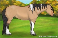 Horse Color:Bay Dun Tobiano