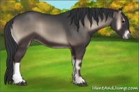 Horse Color:Blue Onyx