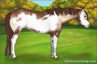 Horse Color:Red Onyx Splash Frame