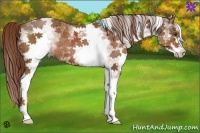 Horse Color:White Spotted Chestnut