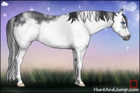 Horse Color:White Spotted Blue Roan Splash Frame 