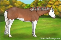 Horse Color:Silver Bay Roan Splash