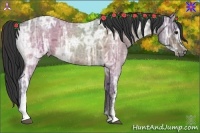 Horse Color:Buckskin Ice Roan