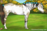 Horse Color:Plaid  Liver Red Dun Frame 