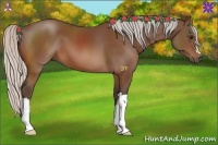 Horse Color:Silver Bay 