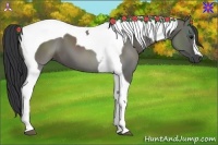Horse Color:Grullo Tobiano 