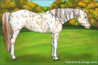 Horse Color:Red Dun Appaloosa 