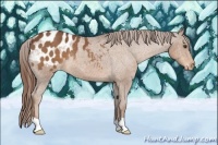 Horse Color:Chestnut Appaloosa Rabicano 