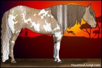 Horse Color:White Spotted Black Pearl Brindle