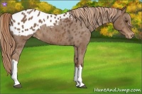 Horse Color:Chestnut Appaloosa 