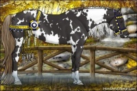 Horse Color:White Spotted Liver Chestnut 