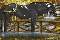 Horse Color:White Spotted Liver Chestnut 