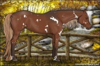 Horse Color:White Spotted Liver Chestnut 