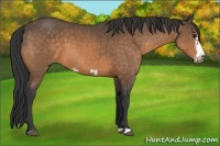 Horse Color:Buckskin Frame 