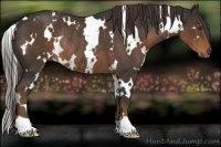 Horse Color:White Spotted Liver Chestnut Rabicano 