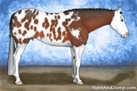 Horse Color:Brown Roan Sabino Splash Near Leopard