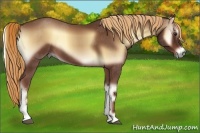 Horse Color:Red Onyx Sabino 