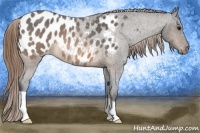 Horse Color:Buckskin Roan Appaloosa