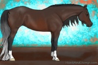 Horse Color:Bay 