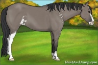 Horse Color:Grullo Sabino 