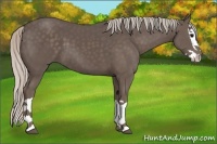Horse Color:Silver Black Splash