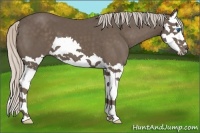 Horse Color:Silver Black Splash